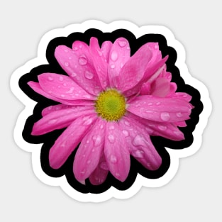 pink flower, blooms, flowers, nature, garden Sticker